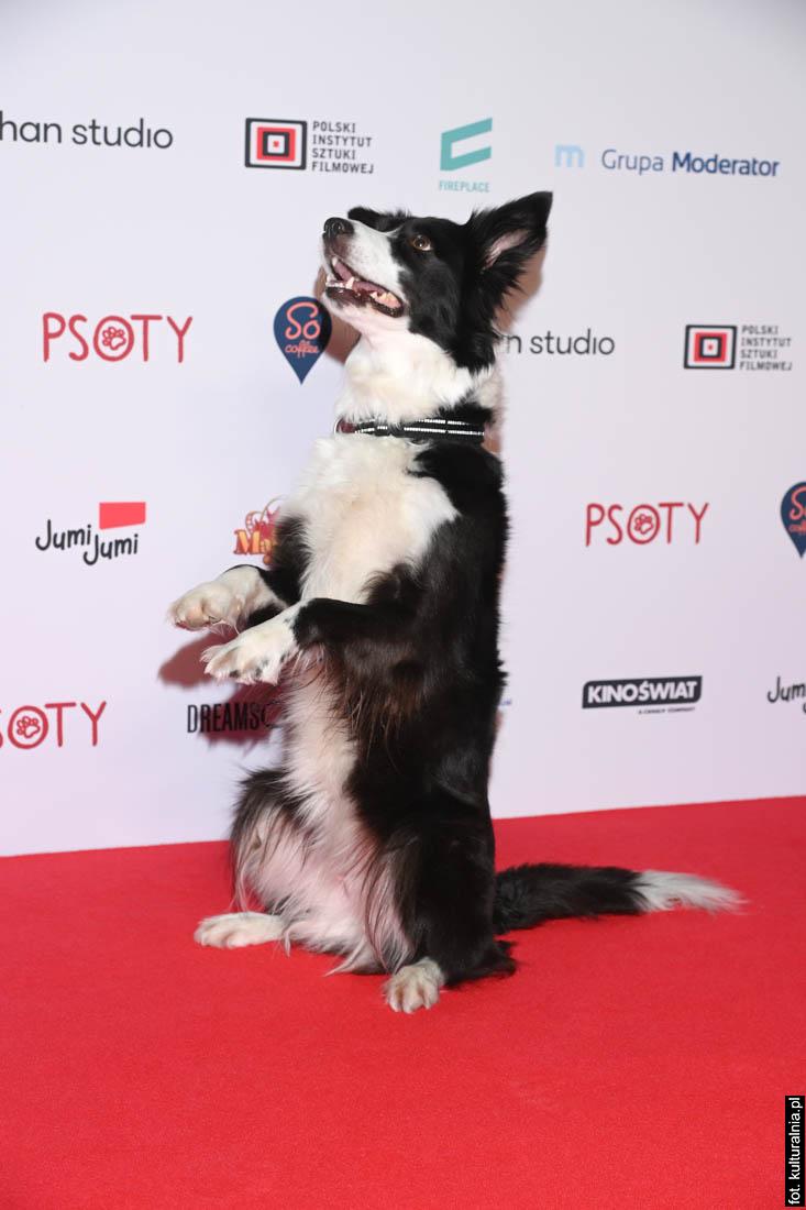 Premiera filmu pt. "Psoty" w reż. Kacpra Lisowskiego